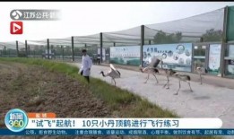 盐城新闻盐城爆料视频最新,视频揭露惊人真相！