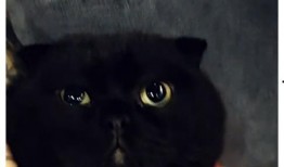 黑猫网红爆料最新消息,最新消息引发热议！”