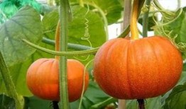 古茗吃瓜最新爆料图片,最新爆料图片揭秘幕后真相