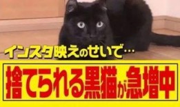 黑猫网红爆料最新消息,最新消息引发热议！”