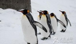 企鹅吃瓜爆料最新版