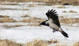 乌鸦最新爆料图片,最新爆料图片背后的惊人真相