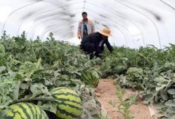 新瓜最新爆料兰州,揭秘城市背后的故事与秘密