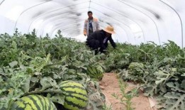 新瓜最新爆料兰州,揭秘城市背后的故事与秘密